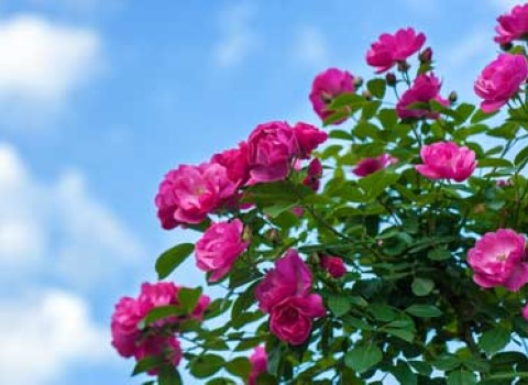 قیمت گل محمدی جنگلی با فروش عمده
